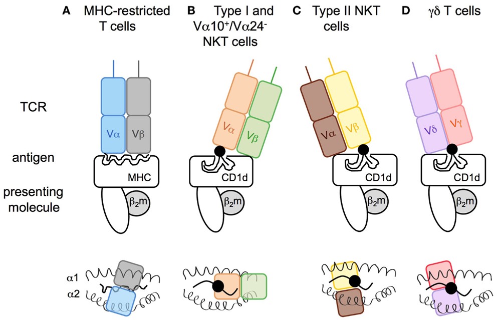 Modes of antigen recognition for CD1d-restricted T cell receptors.