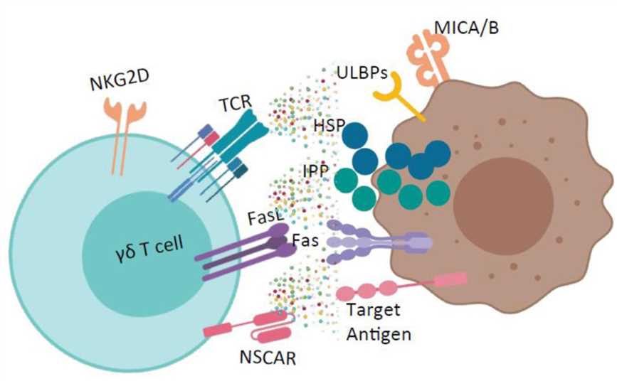 NSCAR-γδ T cells and their cytotoxic mechanisms.