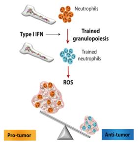Neutrophils are involved in immunoregulation to inhibit tumor development.