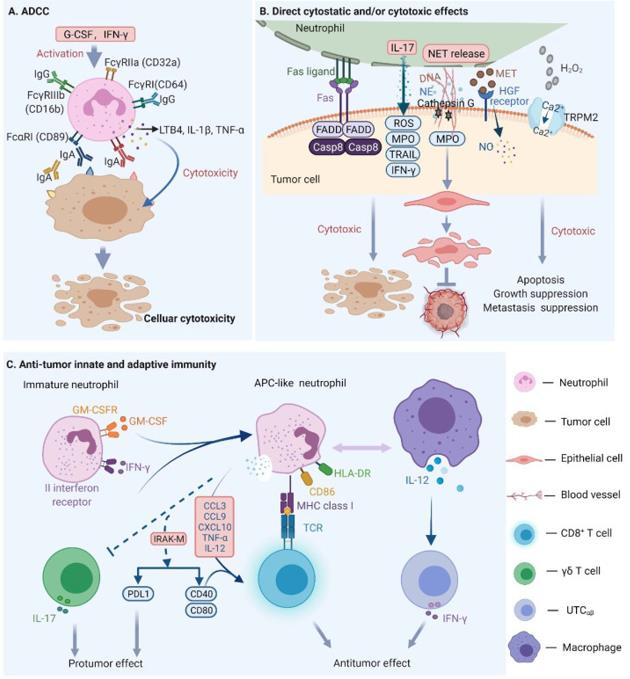 Mechanisms of neutrophil mediated antitumor effects
