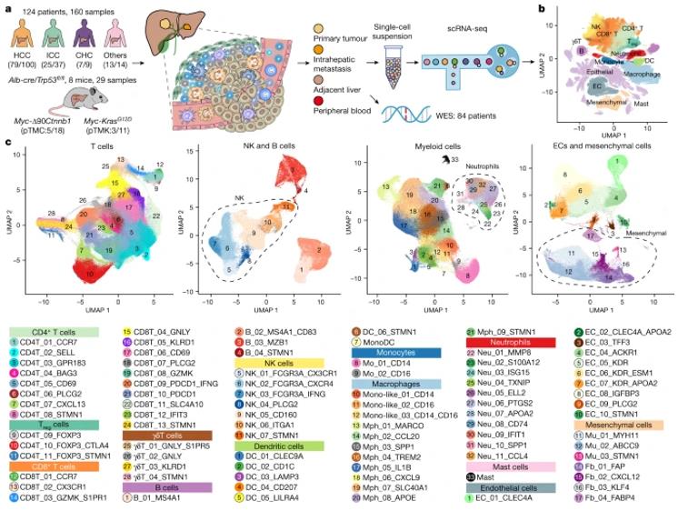 The single-cell landscape of 124 patients with liver cancer.
