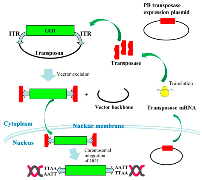 Mechanism of target gene transfer to the host chromosome by the piggyBac (PB) system.