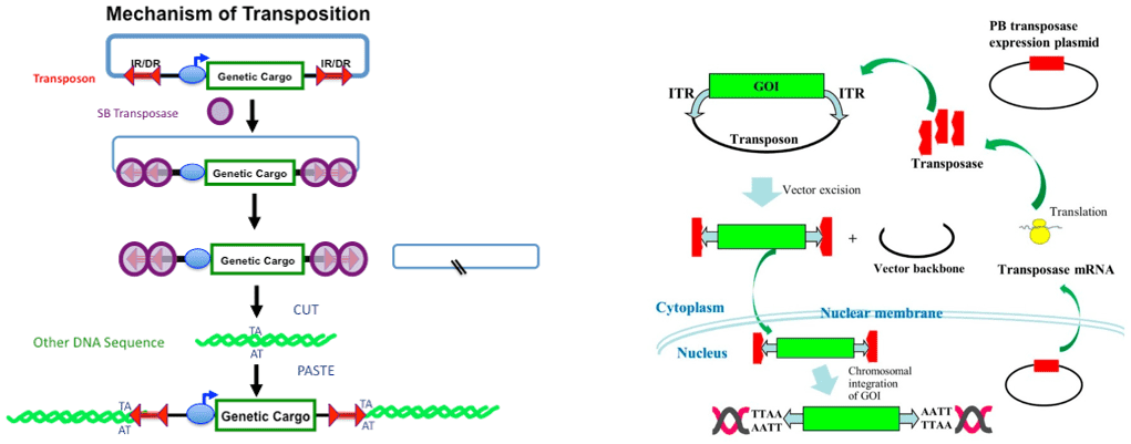 Mechanism of SB-mediated transposition (left) and PB-mediated transposition (right)