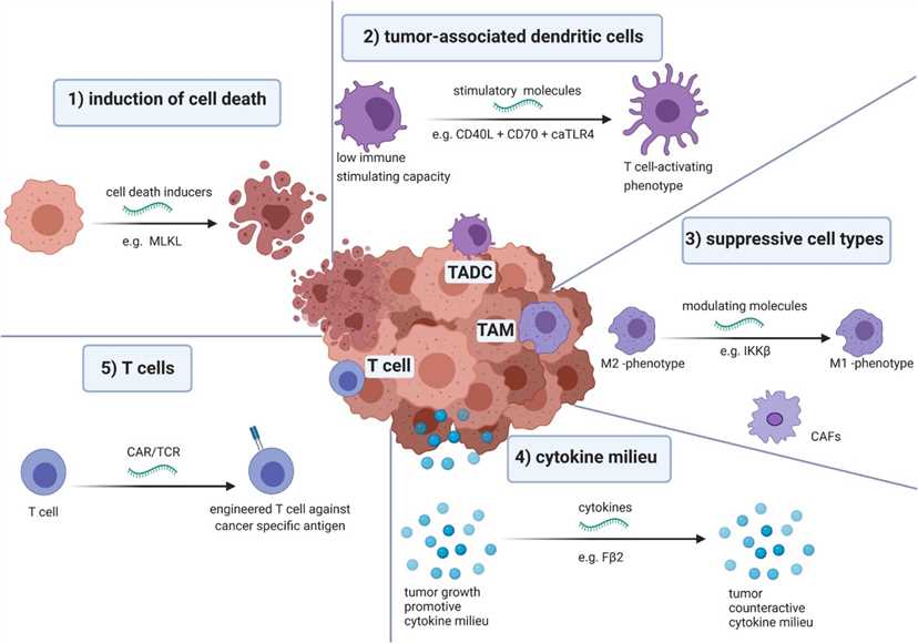 The in vivo application of mRNA to modulate the TME. 