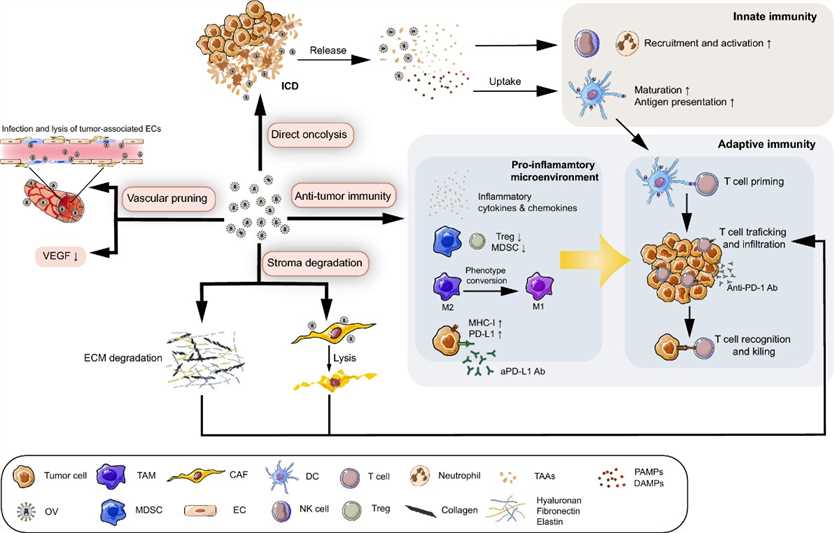 Mechanism of OVs targeting the TME.