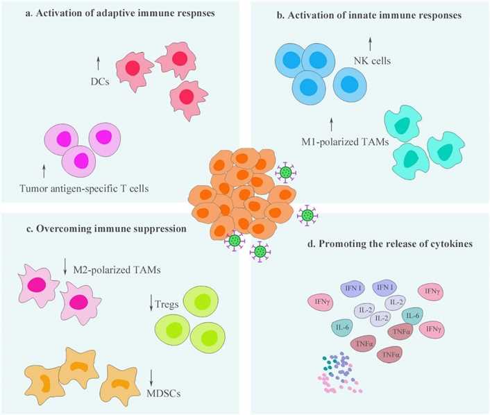Oncolytic virotherapy process the ability to remodel the tumor immune microenvironment.