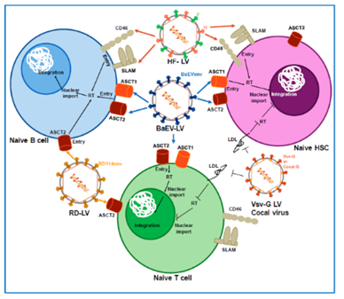 Analysis of lentiviral vectors. (Gutierrez-Guerrero, et al., 2020)