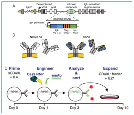 CRISPR-Cas9-mediated replacement of endogenous antibodies with engineered emAbs targeting RSV, HIV-1, influenza, or EBV in primary human B cells.