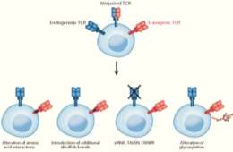 One-Stop TCR-T Therapy Development (Creative Biolabs Original)