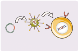 One-Stop TCR-T Therapy Development (Creative Biolabs Original)