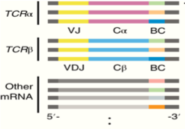 One-Stop TCR-T Therapy Development (Creative Biolabs Original)