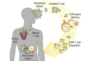 One-Stop TCR-T Therapy Development (Creative Biolabs Original)