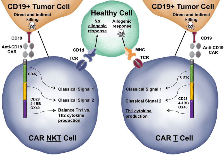 The potential of iPSC-derived NK cells as a template for engineering. 