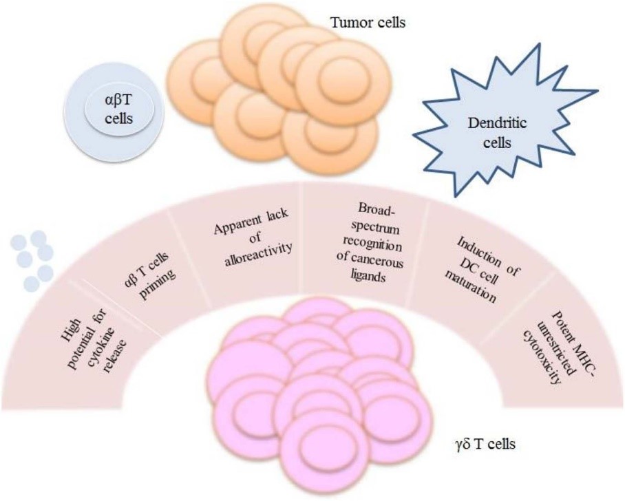 Functional advantages of γδ T cells for CAR-T cell cancer therapy.