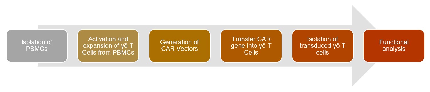 Common workflow of CAR-γδ T development services.