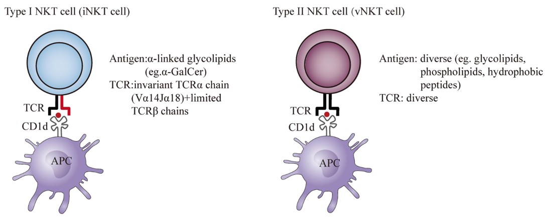 NKT cell classification.