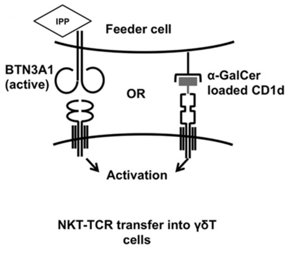 Transferring NKT-TCRs into γδ T cells. 