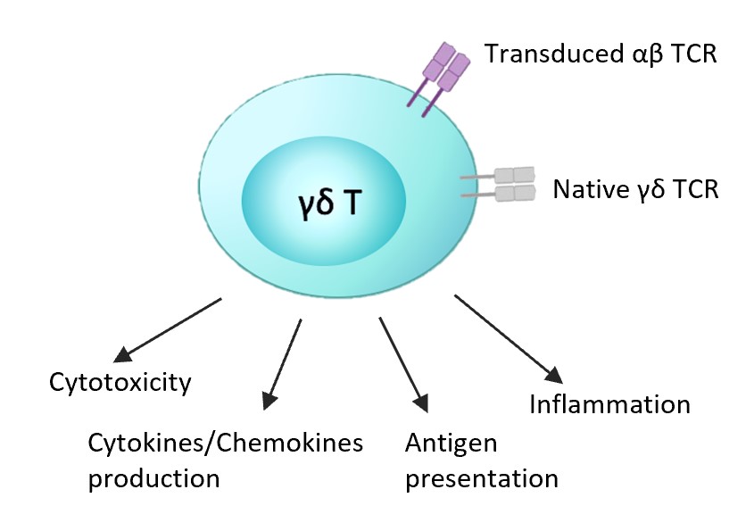 αβ TCR engineered γδ T cells and their functions.