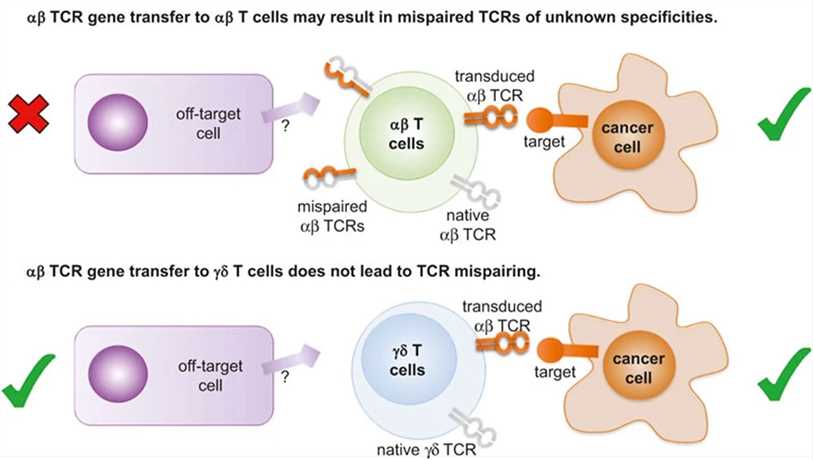 Fig.2 Genetic modification of γδ T cells for adoptive therapy approaches to cancer. (Legut, David K & Andrew K, 2015)