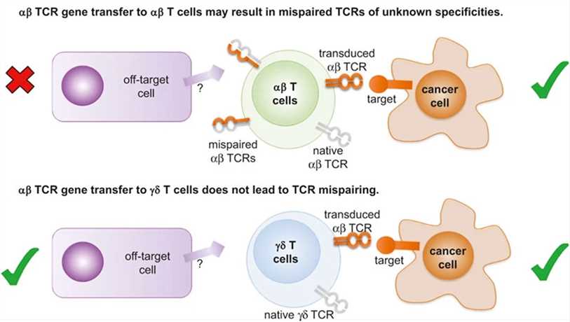 Transduction of γδ T cells with an αβ TCR provides a means of circumventing the potential mispairing problem.