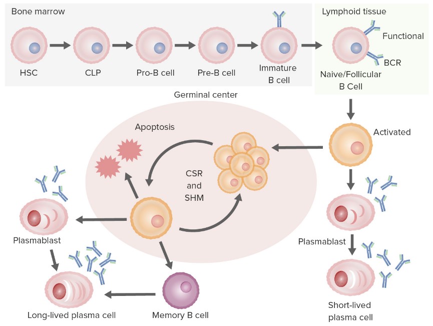 Overview of B Cell-based Immunotherapy
