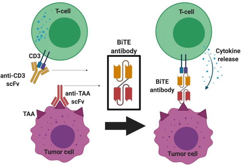 Schematic illustration of Bispecific T-cell Engager) structure and mechanism of action