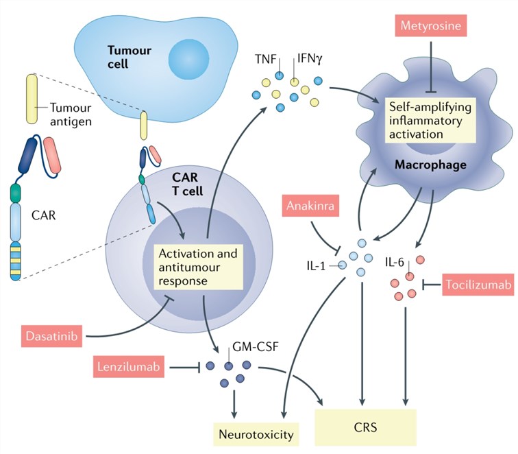 Mechanism and therapy of CAR-T cell-induced CRS and neurotoxicity.