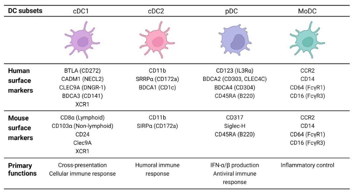 Different subsets of dendritic cells.