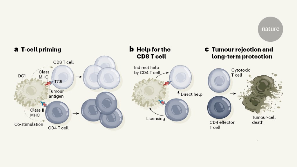 The process of DCs helps T cells to target tumors.