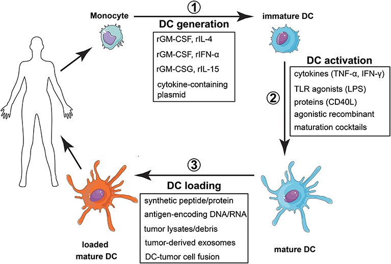 Vaccination strategy with monocyte-derived dendritic cells.
