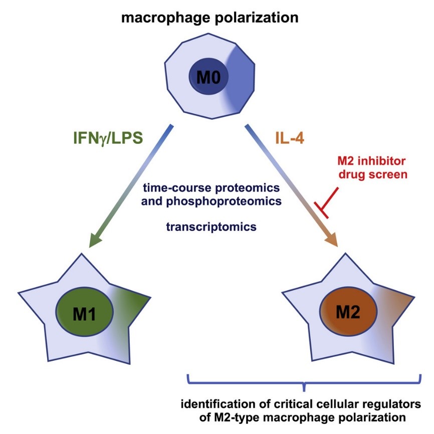 Macrophage polarization