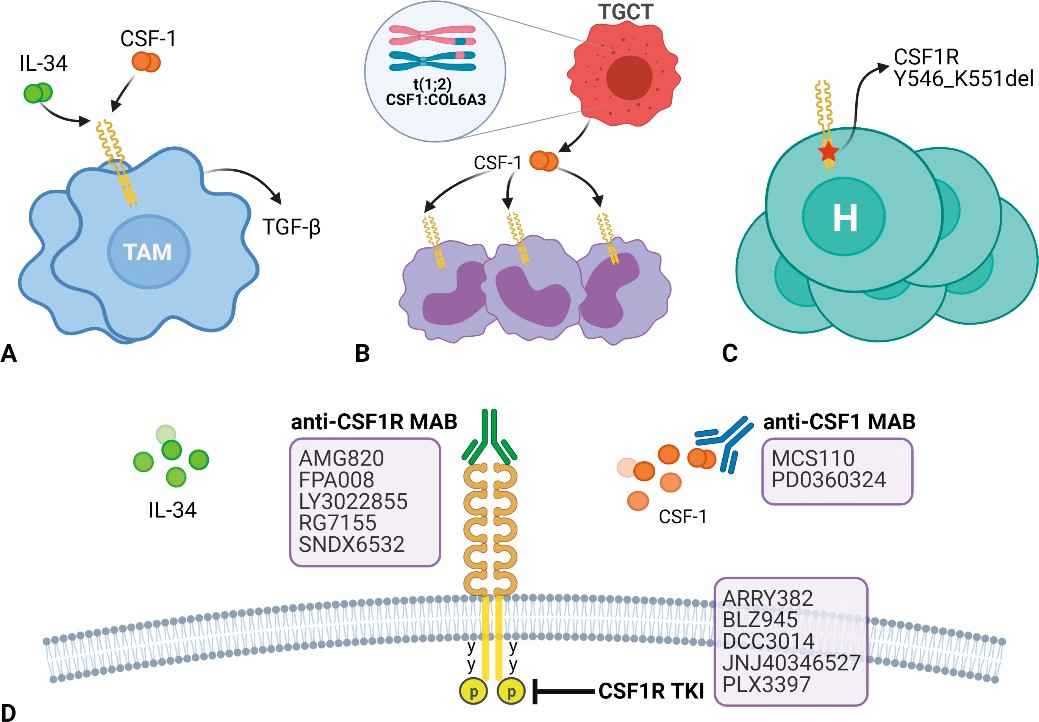 Pathogenic roles of CSF1/CSF1R.