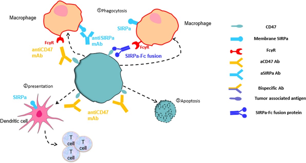 Targeting the CD47/SIRPα Axis in Cancer Immunotherapy.