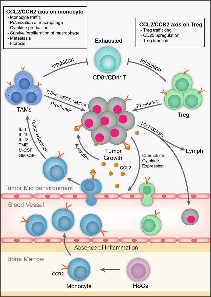The Role of CCL2/CCR2 Axis in Tumor Immunology.