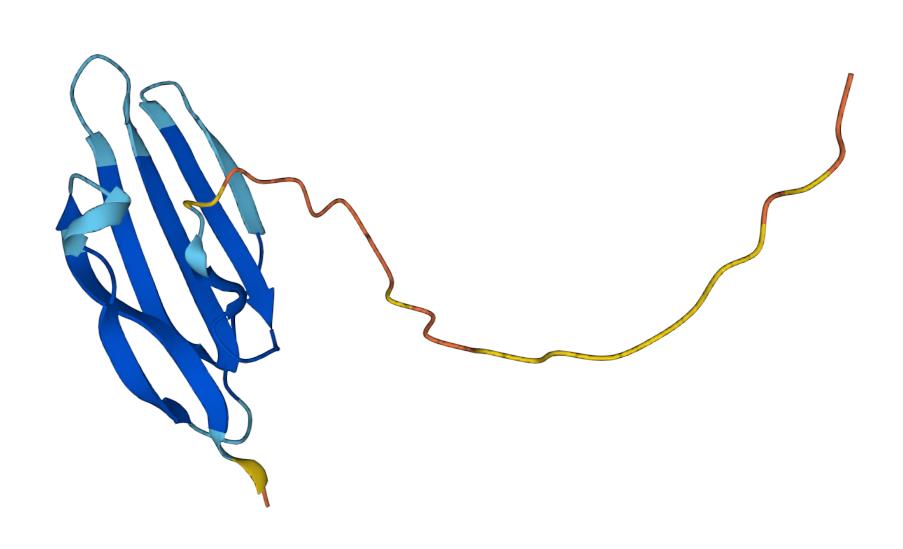 Prediction of AlphaFold model of PSCA