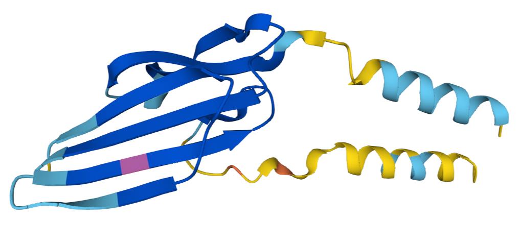 Prediction of SWISS-MODEL model of PSCA