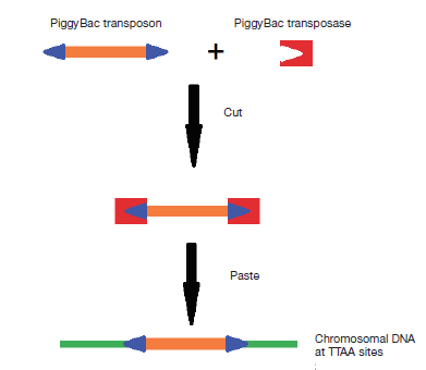 Fig.1 Introduction of transposon/transposase PB system. (Zhao, et al., 2016)
