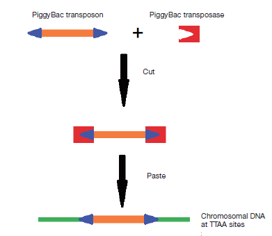 Schema of the transposon/transposase PB system.