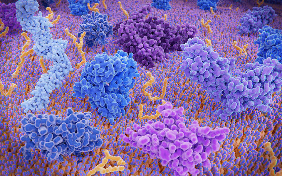 CellRapeutics (Creative Biolabs Authorized)™ TCR Technology