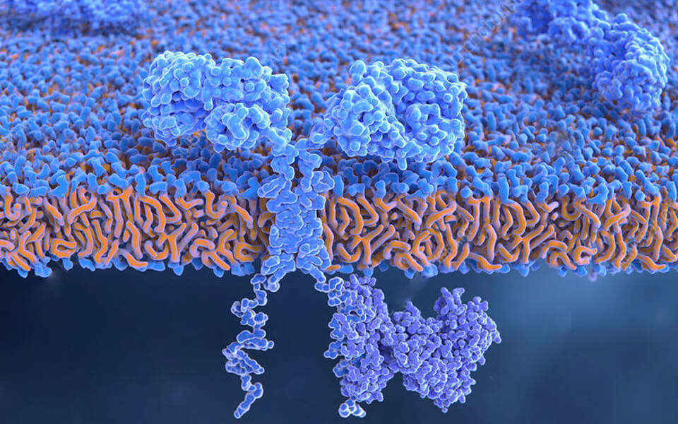 CellRapeutics™ CAR Technology (Creative Biolabs Authorized)