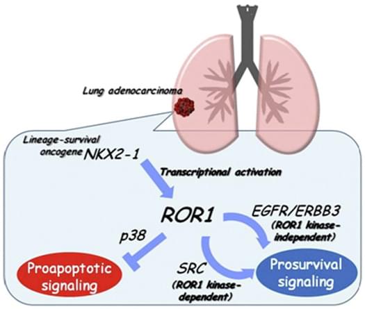 Induced ROR1 sustains EGFR survival signaling in lung adenocarcinoma