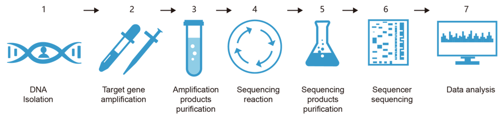 Fig.2 Our rabbit RLA genotyping service process. (Creative Biolabs Original)