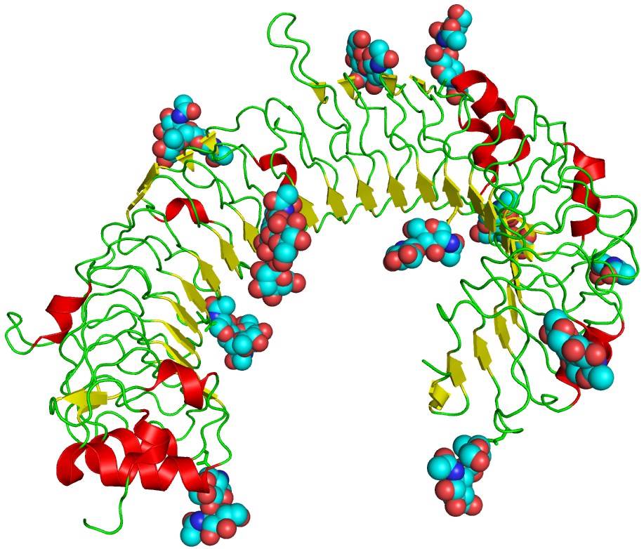 Fig.1 TLR3 structure. (From Wikipedia: CC BY-SA 3.0 https://commons.wikimedia.org/wiki/File:TLR3_structure.png)
