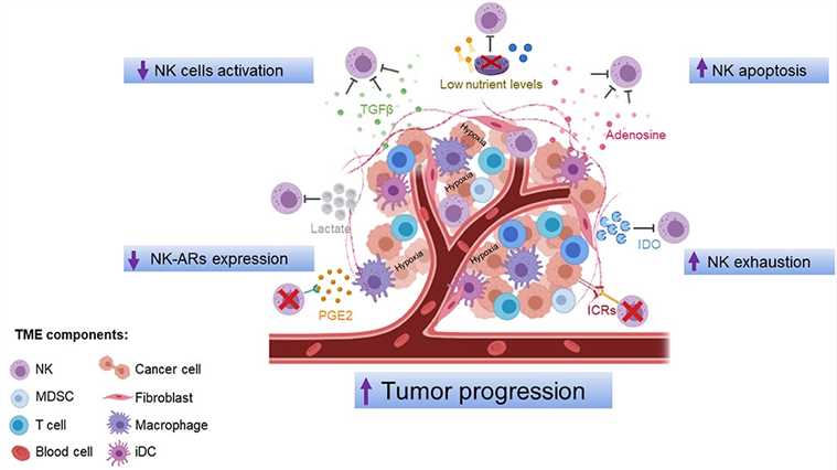 Mechanisms of NK cell dysfunction in the TME. 