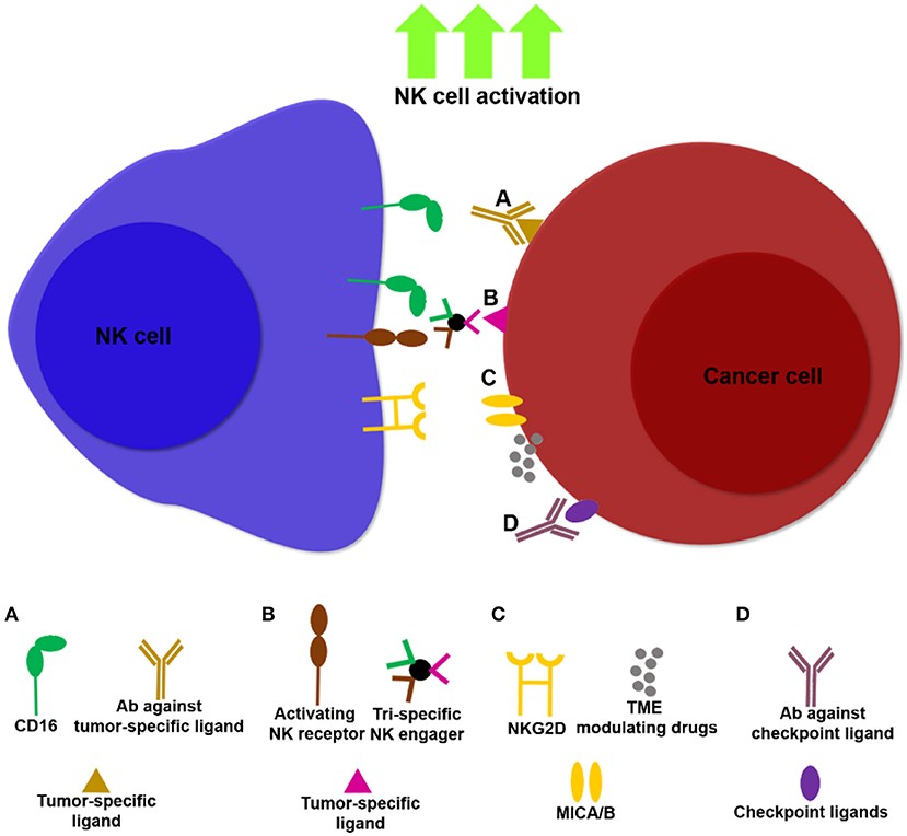 Examples of NK cell immunotherapies targeting NK cells and tumors.