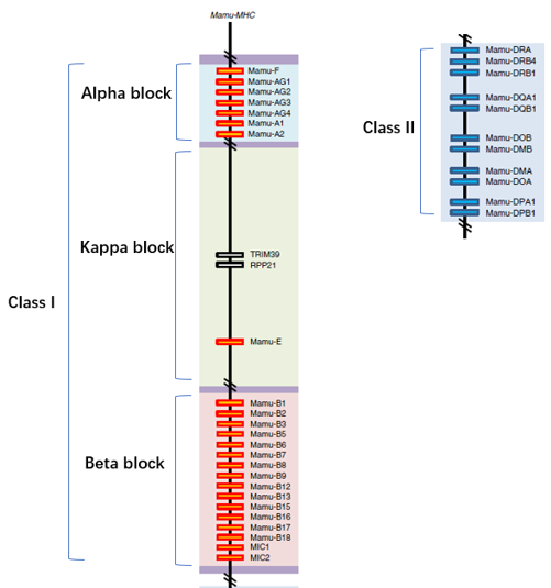 Genomic map of the protein coding MHC loci among the Mamu regions.