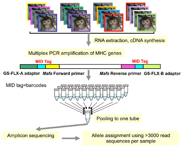 A schematic workflow of the successive steps of the MHC genotyping method by NGS amplicon sequencing for the rhesus macaque.