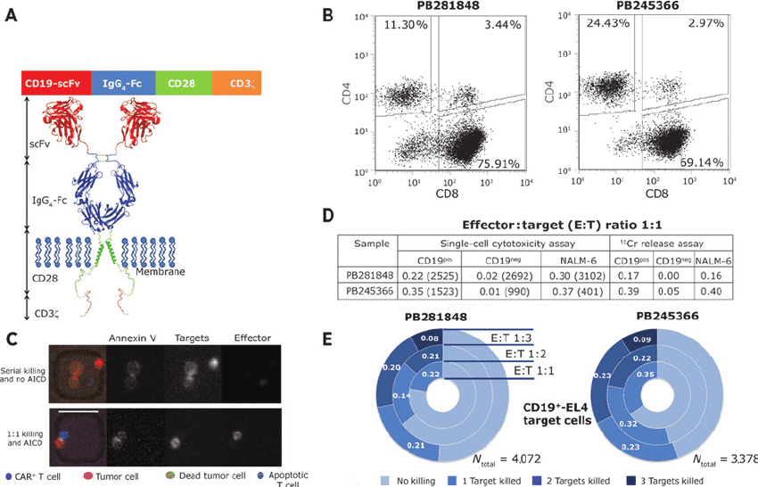 High-throughput single-cell analysis of CAR-T cell cytolytic functionality.