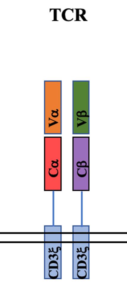 Structure of TCR
