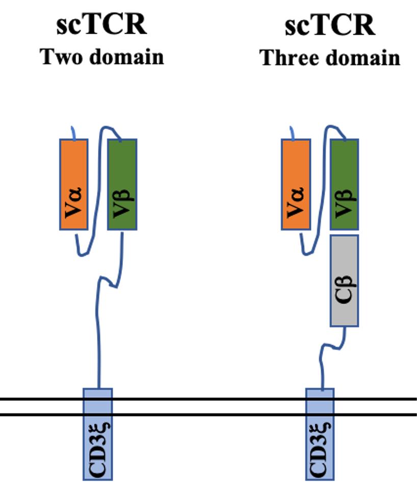 Structure of scTCR